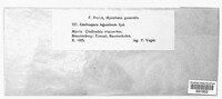 Ceuthospora leguminum image